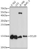 Anti-MIP3 alpha antibody used in Western Blot (WB). GTX02775