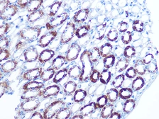 Anti-BAG3 antibody [GT1222] used in IHC (Paraffin sections) (IHC-P). GTX02778