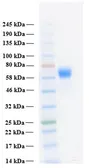 Human FGFR3 alpha IIIc (extracellular region) protein, His tag. GTX02786-pro
