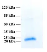 Human PLA2R1 (extracellular region) protein, His tag. GTX02791-pro