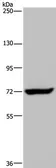 Anti-ZC3H12A antibody used in Western Blot (WB). GTX02811