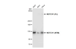 Anti-NOTCH1 antibody [GT1224] used in Western Blot (WB). GTX02821