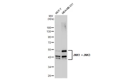 Anti-JNK1 + JNK3 antibody [GT1227] used in Western Blot (WB). GTX02824