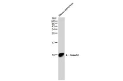 Anti-Insulin antibody [GT1229] used in Western Blot (WB). GTX02826