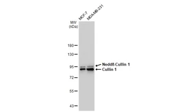 Anti-Cullin 1 antibody [GT1236] used in Western Blot (WB). GTX02833