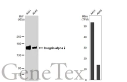 Anti-Integrin alpha 2 antibody [GT1238] used in Western Blot (WB). GTX02835