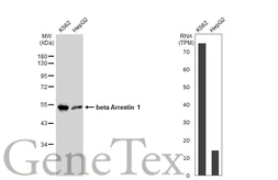 Anti-beta Arrestin 1 antibody [GT1243] used in Western Blot (WB). GTX02840