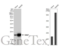 Anti-RKIP antibody [GT1249] used in Western Blot (WB). GTX02846