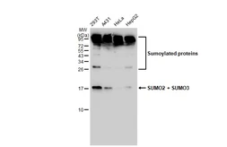 Anti-SUMO2 + SUMO3 antibody [GT1253] used in Western Blot (WB). GTX02850