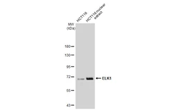 Anti-ELK1 antibody [GT1257] used in Western Blot (WB). GTX02854