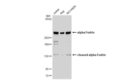 Anti-alpha Fodrin antibody [GT1261] used in Western Blot (WB). GTX02858