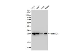 Anti-HB EGF antibody [GT1263] used in Western Blot (WB). GTX02860