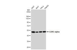 Anti-GSK3 alpha antibody [GT1264] used in Western Blot (WB). GTX02861