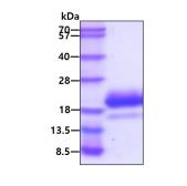 Human IL4 protein, His tag (active). GTX02862-pro