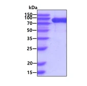 Human FAP protein, His tag (active). GTX02866-pro