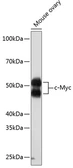Anti-c-Myc antibody [GT1265] used in Western Blot (WB). GTX02877