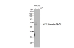 Anti-ATF2 (phospho Thr71) antibody [GT1275] used in Western Blot (WB). GTX03187