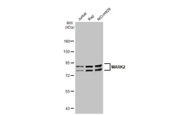 Anti-MARK2 antibody [GT1279] used in Western Blot (WB). GTX03191