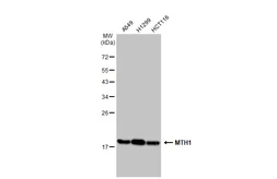 Anti-MTH1 antibody [GT1294] used in Western Blot (WB). GTX03206