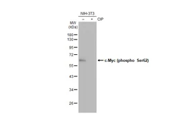 Anti-c-Myc (phospho Ser62) antibody [GT1295] used in Western Blot (WB). GTX03207