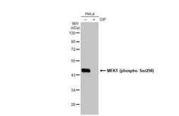 Anti-MEK1 (phospho Ser298) antibody [GT1305] used in Western Blot (WB). GTX03217