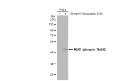 Anti-MEK1 (phospho Thr292) antibody [GT1306] used in Western Blot (WB). GTX03218