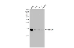 Anti-RPS20 antibody [GT1310] used in Western Blot (WB). GTX03222