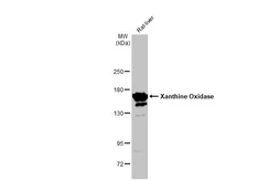 Anti-Xanthine Oxidase antibody [GT1319] used in Western Blot (WB). GTX03231
