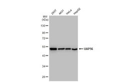 Anti-UAP56 antibody [GT1320] used in Western Blot (WB). GTX03232