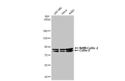 Anti-Cullin 2 antibody [GT1322] used in Western Blot (WB). GTX03234