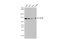 Anti-eIF3B antibody [GT1325] used in Western Blot (WB). GTX03237