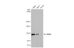 Anti-PER3 antibody [GT1327] used in Western Blot (WB). GTX03239