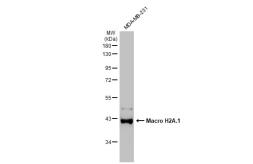 Anti-Macro H2A.1 antibody [GT1329] used in Western Blot (WB). GTX03241