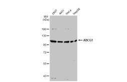 Anti-ABCG1 antibody [GT1330] used in Western Blot (WB). GTX03242