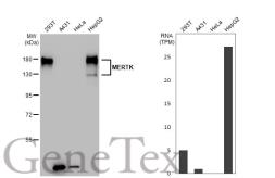 Anti-MERTK antibody [GT1335] used in Western Blot (WB). GTX03247