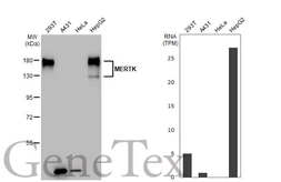 Anti-MERTK antibody [GT1335] used in Western Blot (WB). GTX03247