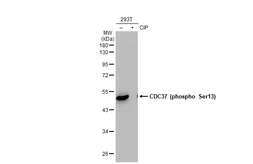 Anti-CDC37 (phospho Ser13) antibody [GT1338] used in Western Blot (WB). GTX03250