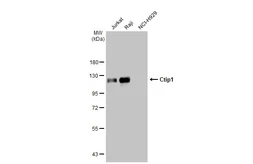 Anti-Ctip1 antibody [GT1341] used in Western Blot (WB). GTX03253