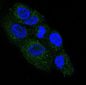 Anti-NGF antibody [BDE-14] used in Immunocytochemistry/ Immunofluorescence (ICC/IF). GTX03258