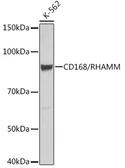 Anti-CD168 / RHAMM antibody [GT1346] used in Western Blot (WB). GTX03261