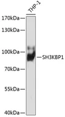 Anti-SH3KBP1 antibody used in Western Blot (WB). GTX03272
