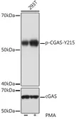 Anti-C6ORF150 (phospho Tyr215) antibody used in Western Blot (WB). GTX03285