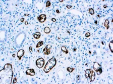 Anti-C4d  antibody [C4D204] used in IHC (Paraffin sections) (IHC-P). GTX03302