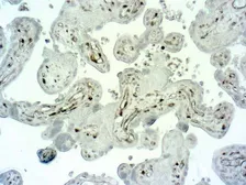 Anti-Caspase 1 antibody used in IHC (Paraffin sections) (IHC-P). GTX03342