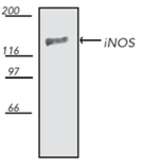 Anti-iNOS antibody used in Western Blot (WB). GTX03367