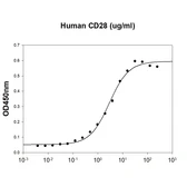 Human CD28 (ECD) protein, human IgG Fc tag and His tag. GTX03373-pro
