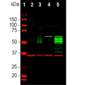 Anti-c-Fos antibody used in Western Blot (WB). GTX03375