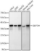 Anti-GAPDH antibody [GT1355] used in Western Blot (WB). GTX03407