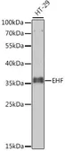 Anti-EHF antibody used in Western Blot (WB). GTX03419