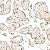 Anti-MUC2 antibody used in IHC (Paraffin sections) (IHC-P). GTX03424